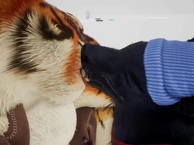 Wolf gives tiger an early christmas realized - wildlife gay porn videos korean